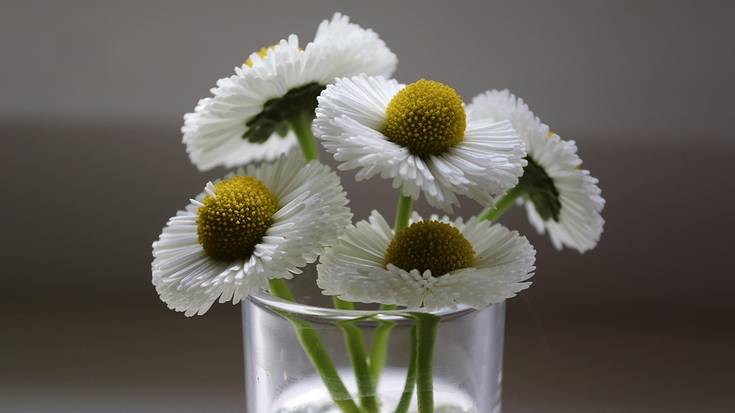 Loreen tailerra antolatu du Udaberrik bazkideentzat