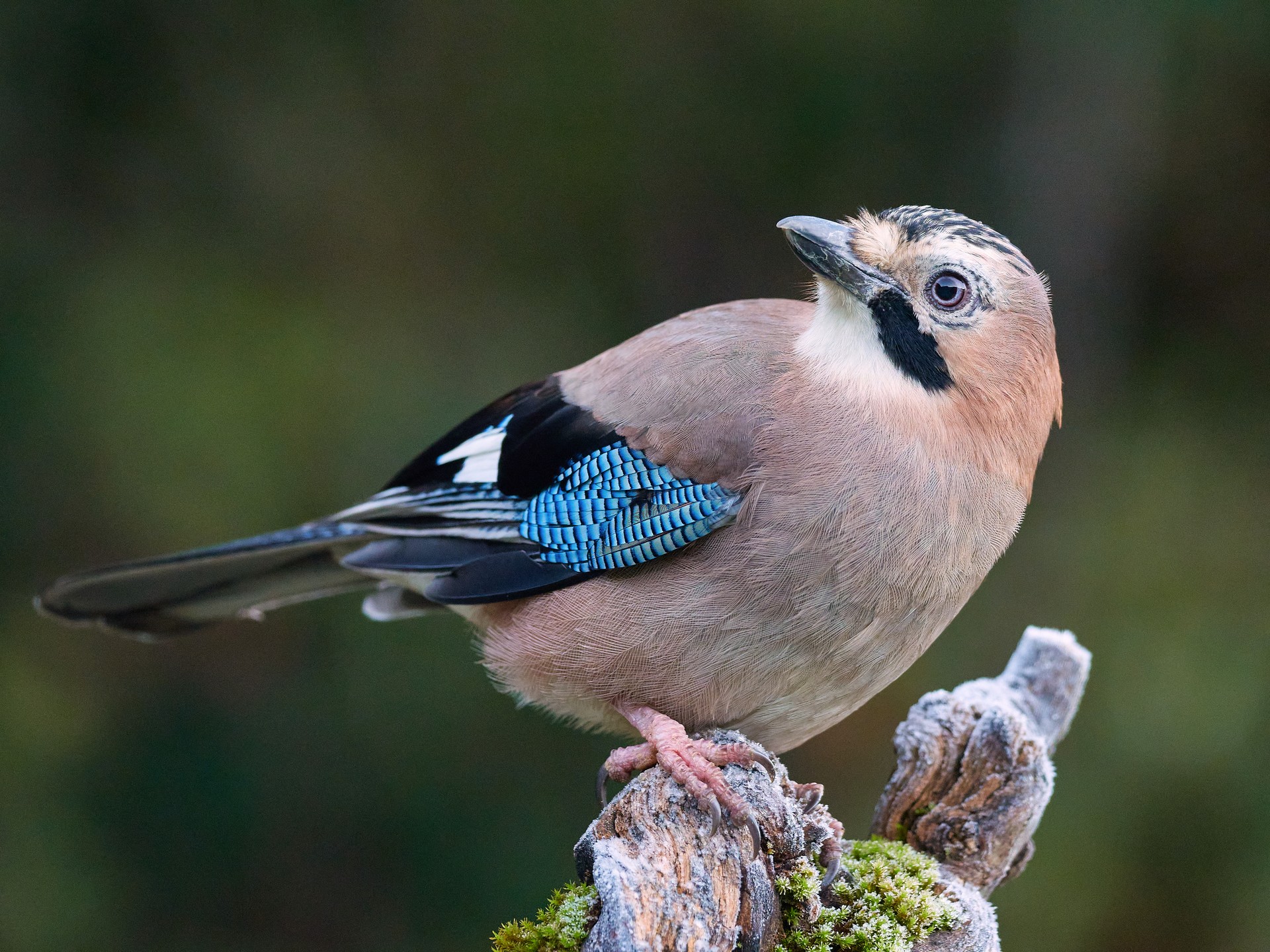 Eskinosoa (Garrulus glandarius)