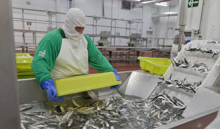Kofradia Basque Seafood sortu dute arraina merkatuaren eskaera berrietara egokitzeko