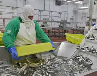 Kofradia Basque Seafood sortu dute arraina merkatuaren eskaera berrietara egokitzeko