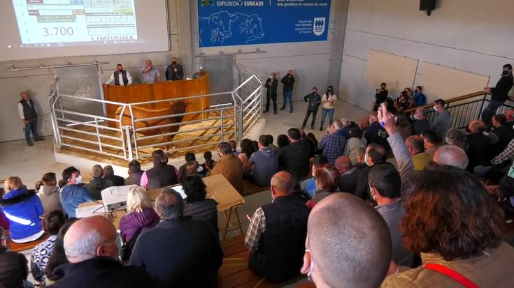 Arraza Anitzeko Ganaduen XV. Enkantea ospatu da Aian