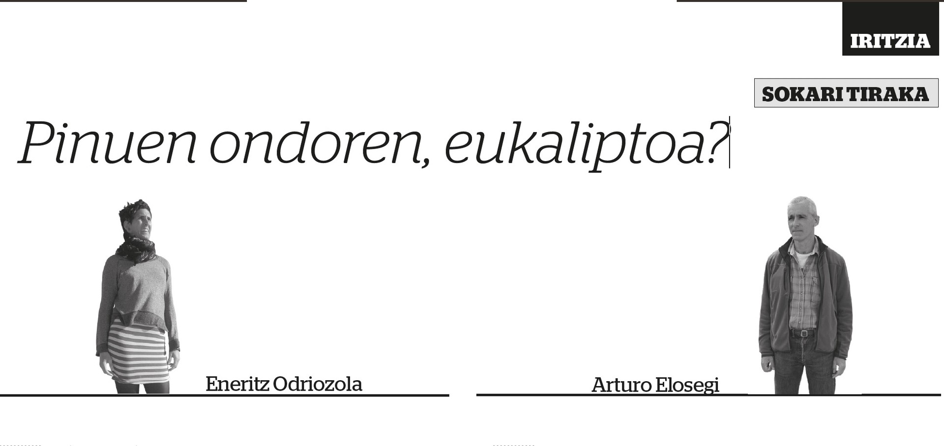 Pinuen ondoren, eukaliptoa?