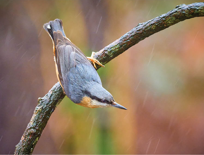 Garrapo eurasiarra