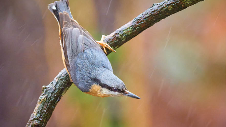 Garrapo eurasiarra