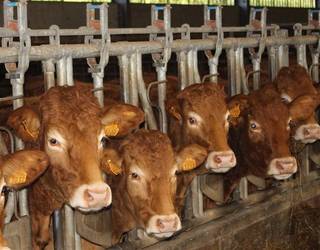 Gaitzekin bizitzeko erronka