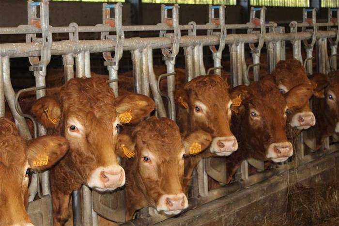 Gaitzekin bizitzeko erronka