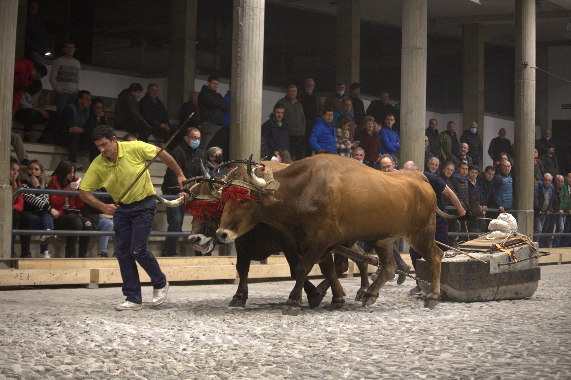 Aiako XXIV. Kintopeko Idi Probak jokatuko dira larunbatean eta astelehenean
