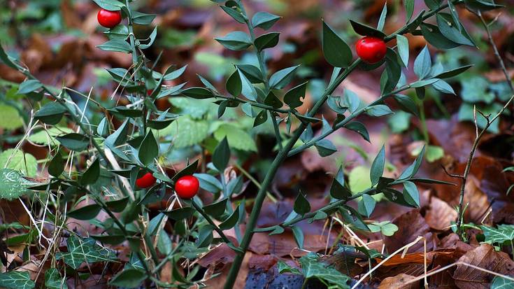 Zumaiako hitz bereziak: TOLARE ERRATZ