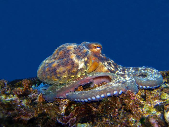 "Ez da beranduegi ingurumena babesteko"