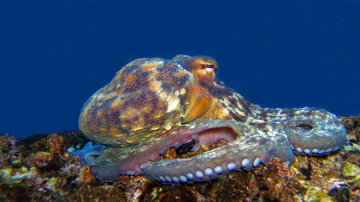 "Ez da beranduegi ingurumena babesteko"