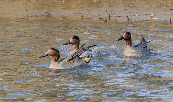 Arkamukak hegazti urtarren errolda bildu du urtarrilean zehar
