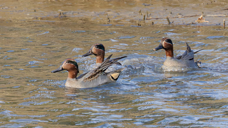 Arkamukak hegazti urtarren errolda bildu du urtarrilean zehar