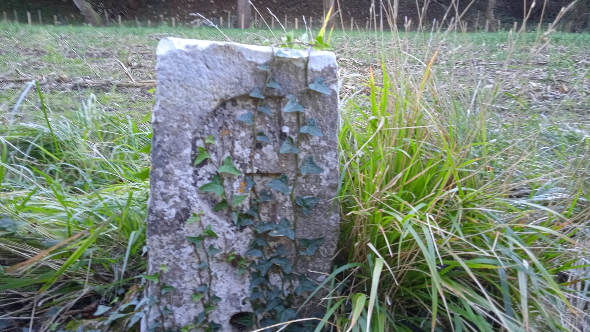 Hasierako laukitxoan, berriz ere