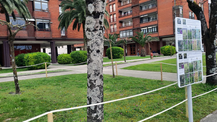 Zarauzko orkideak: herri barruko altxor txiki baten zaintza kolektiboa