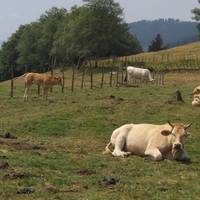 Bilera: Baserritar Gazte Elkartuen Auzolana elkartearen bilera