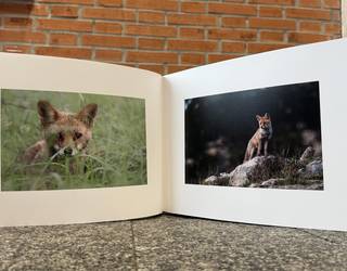 Begirada baten argazkiak