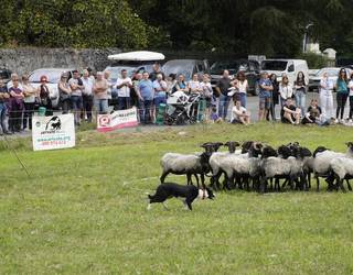 Border collie arrazako sei txakur izango dira lehian igandeko artzain txakur txapelketan