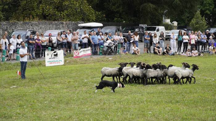 Border collie arrazako sei txakur izango dira lehian igandeko artzain txakur txapelketan