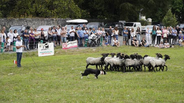 Border collie arrazako sei txakur izango dira lehian igandeko artzain txakur txapelketan