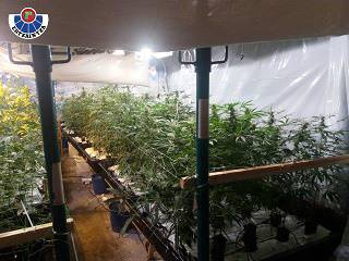 1.600 marihuana landare atzeman ditu Ertzaintzak Alde Zaharretik gertuko bi lokaletan