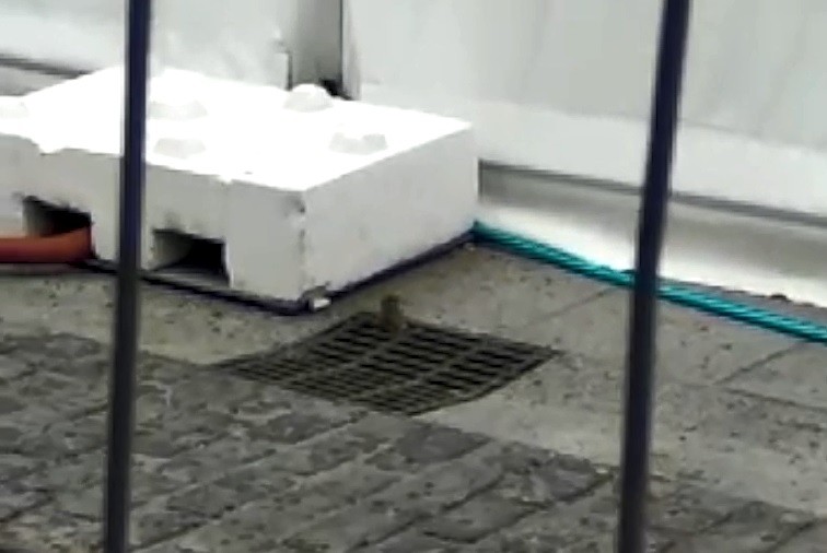 Kejie ta desditxie: arratoiak herriko plazan