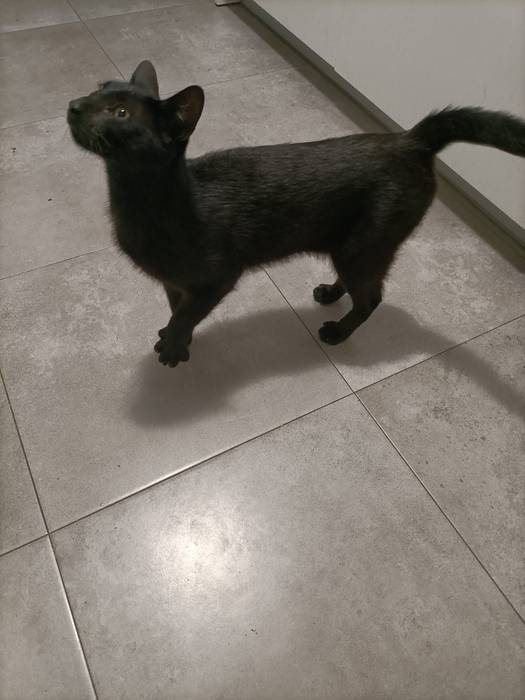 Etxekoa dirudien katua jaso dute Ardantzabiden