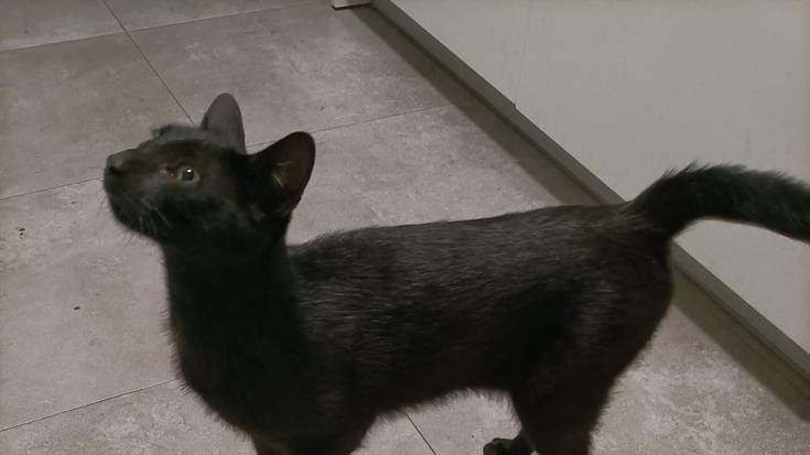 Etxekoa dirudien katua jaso dute Ardantzabiden