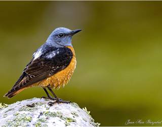 Txorien edertasuna, gertutik