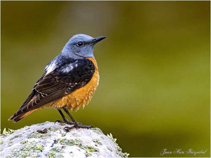 Txorien edertasuna, gertutik