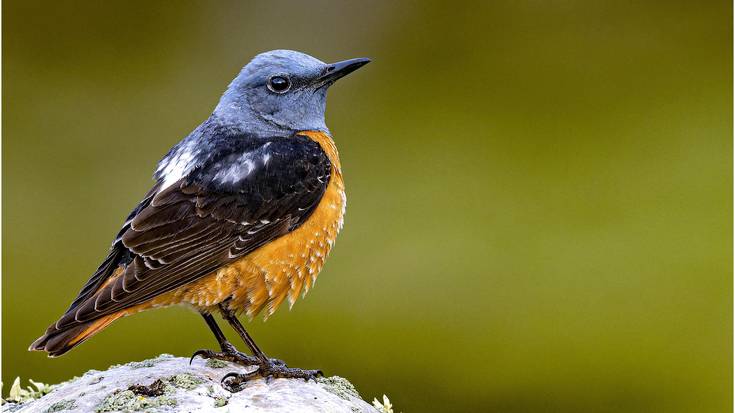 Txorien edertasuna, gertutik