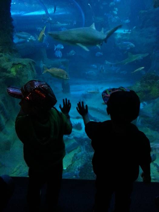 Aquariumera irteera egingo dute Ametsa Gaztelekukoek