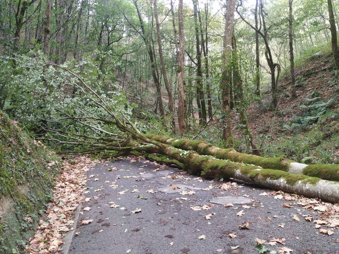 Haizeak zuhaitz bat bota du Sistiaga erreka inguruan, eta bidea itxita dago