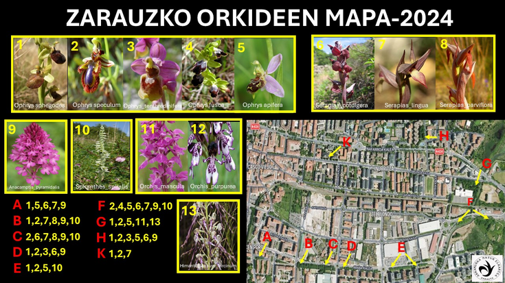 Herriko orkideen mapa osatu du Juantxo Unzuetak