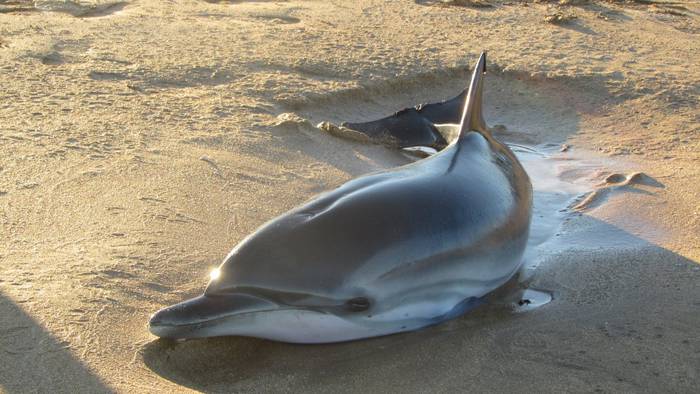 Izurde bat agertu da Zarauzko hondartzan
