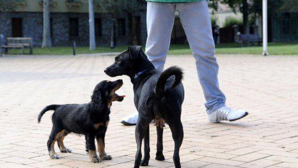 Animaliak babestea eta edukitzea arautzen duen ordenantza indarrean jarri du Orioko Udalak