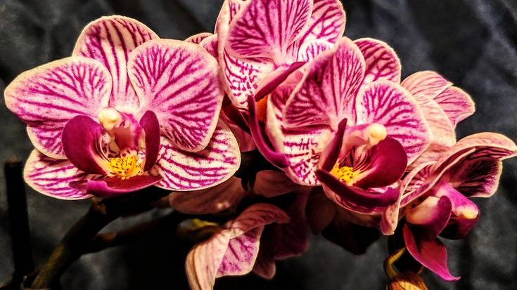 Orkideak ikustera joateko irteera egingo dute igandean