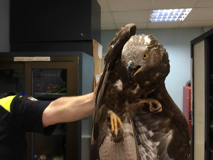 Atzo sugea, gaur mirotza