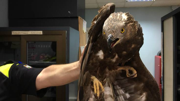 Atzo sugea, gaur mirotza