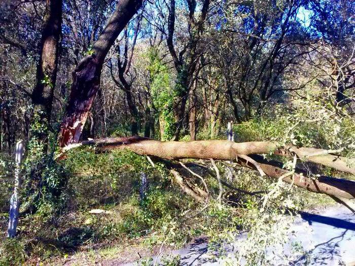 Artadirako errepidea itxita dago zuhaitz baten erorketak eraginda