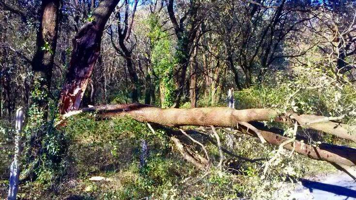 Artadirako errepidea itxita dago zuhaitz baten erorketak eraginda