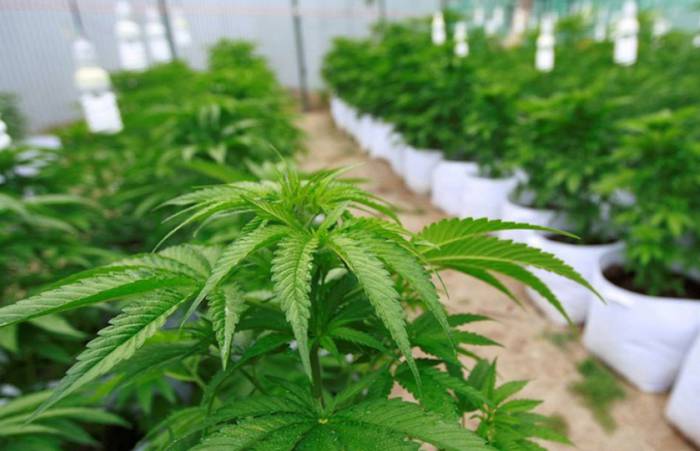 Gizonezko bat atxilotu dute Zarautzen, pabiloi batean marihuana haztegi bat izatea leporatuta