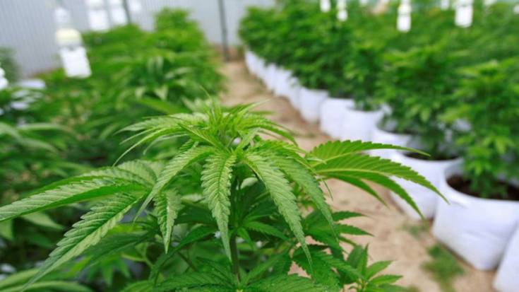 Gizonezko bat atxilotu dute, pabiloi batean marihuana haztegi bat izatea leporatuta