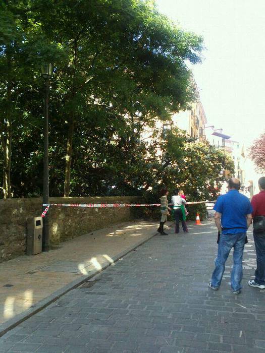Zumaian magnolioaren zati bat erori da