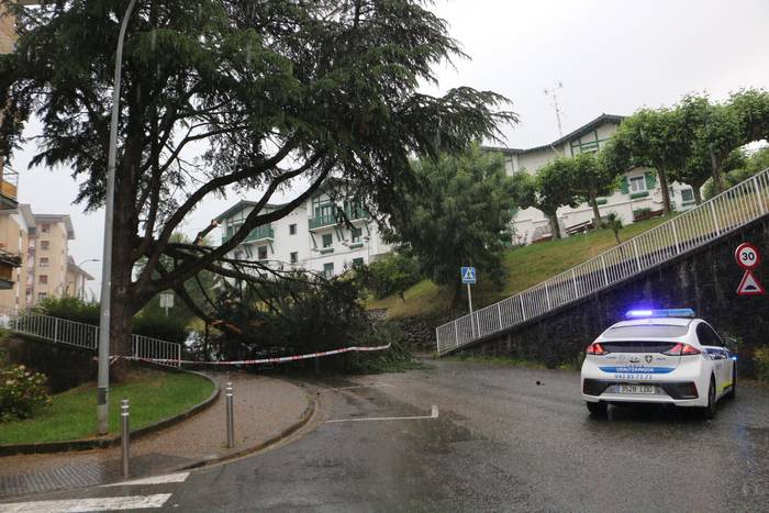 Zuhaitz bat erori da San Martinen, eta auto bat azpian harrapatu du