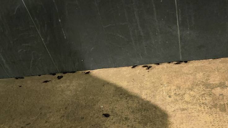 "Labezomorro ugari Intsausti parkearen inguruan"