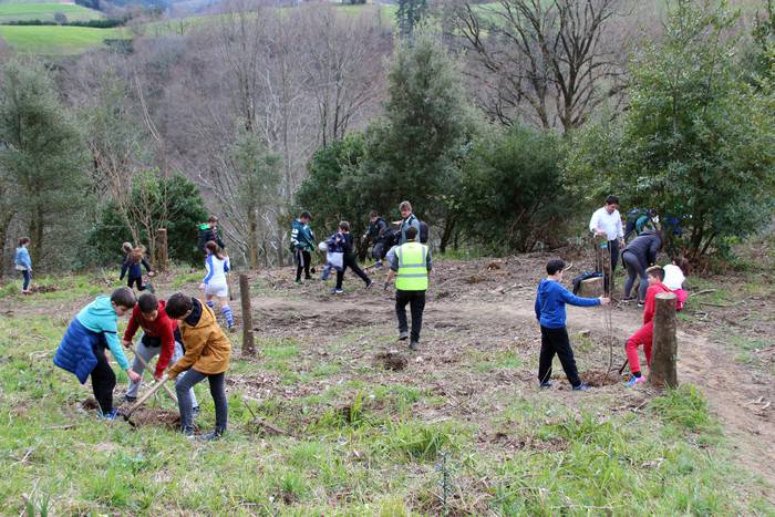 Zuhaitzak landatu dituzte Zarauzko Torreoi inguruan