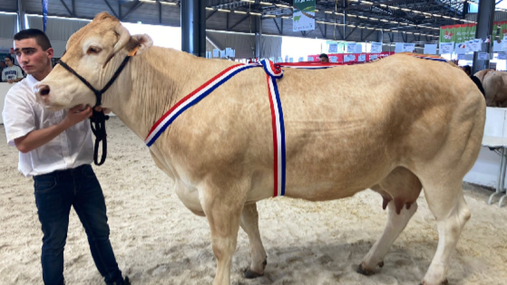 Akitaniako blonda ganadu txapelketan emaitza bikainak lortu ditu Eizmendi ganadutegiak