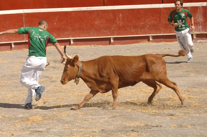 40 bat errekortarik parte hartuko dute Azpeitiko Behi Suharraren Egunean