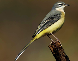 Buztanikara horia (Motacilla cinerea)
