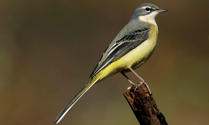 Buztanikara horia (Motacilla cinerea)